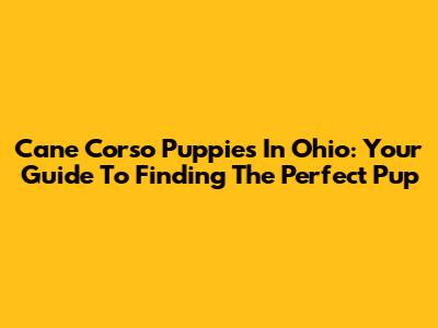 Cane Corso Puppies In Ohio: Your Guide To Finding The Perfect Pup